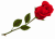Букеты из роз